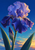 Large violet bearded iris with bright droplets, one unopened bud and long leaves against a blue and turquoise sky.