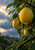 Three ripe yellow lemons and rain-beaded glossy leaves on a branch, with cloudy sky and distant landscape at left.