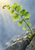 Green fern frond with water droplets arcing from a rocky crevice against an open gray-blue background.