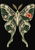 Symmetrical moth with wings composed of pale blossoms, fern-like fronds, and green foliage against a near-black background, accented by a coral flower.
