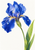 Open blue iris with three visible water droplets, a slender green stem, and sword-shaped leaves on a light background.
