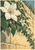 White clematis-like flowers, buds, and deep green leaves climbing diagonally across a golden limestone wall.