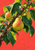 Yellow-green pear on a diagonal leafy branch, with partly hidden pears, water droplets, and a coral-red background.