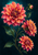 Three vivid coral, pink, red and orange dahlias with a closed bud and dark branching foliage against a midnight teal background.