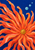 Large orange-coral radial form with a small golden center and three pale aqua bubbles on a deep blue background.