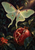 A pale green luna moth hovers above a split red pomegranate with glossy seeds, surrounded by dark leaves and a small reddish flower.