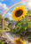 Large yellow sunflower beneath a bright rainbow in a rain-wet cottage garden, with two bees nearby and the rainbow reflected in a foreground puddle.