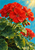 A cluster of scarlet-red flowers and broad scalloped green leaves covered in raindrops against a turquoise-blue sky.