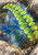 Bright green maidenhair-like fern frond crossing vivid blue tidepool water among rocks, with a smaller frond-shaped reflection below.