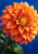 Close-up of a fully open orange dahlia with a golden center and dark green leaves against a vivid blue background.
