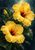 Two golden yellow hibiscus flowers with water droplets and dark green leaves against a deep teal background.