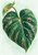 Large dark green heart-shaped leaf with branching veins and dew droplets, with a smaller leaf behind it on a pale mint background.