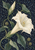 Large ivory trumpet-shaped flower with curling silver-green leaves, a closed bud, and spiky seed pods against a patterned indigo background.