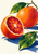 A split blood orange and a whole orange arranged diagonally with glossy green leaves, a twig and arcing droplets against warm white with cobalt shadows.