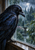 Blue-black raven on a windowsill facing a bright raindrop on rain-covered glass, with a wet garden beyond.