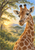 Close portrait of a giraffe facing forward in a golden acacia landscape with trees and distant hills.