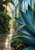Large blue-green agave with water-beaded pointed leaves in a sunlit glasshouse corridor, framed by ferns and a reflective walkway.