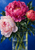Three fuchsia, pale blush, and coral-pink peonies rise among dark leaves in a clear glass vessel against a blue background.
