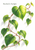 Climbing vine with green heart-shaped leaves and reddish stems on a white background, featuring a large luminous veined leaf.
