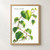Climbing vine with green heart-shaped leaves and reddish stems on a white background, featuring a large luminous veined leaf.; frame shown for styling only