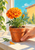 Orange marigold in a terracotta pot held by a hand on a sunny windowsill, with a loose petal, turquoise sky, and warm wall.