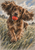Brown cocker spaniel with flying ears bounding through tall grass while holding a bright red ball in its mouth.