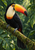 Black-bodied toucan with an ivory throat and yellow-orange bill perched on a moss-covered branch among tropical leaves.