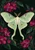 A pale mint and ivory luna moth with spread wings and trailing tails, surrounded by fuchsia flowers and dark leaves on a nearly black green ground.