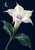 A pale trumpet-shaped flower with a lilac center and broad green leaves beneath a crescent moon and sparse stars on a dark indigo background.