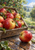 Weathered wooden crate filled with water-speckled red-and-gold apples, with one large apple in the foreground and orchard foliage behind.