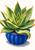 A large green, serrated-leaf aloe-like rosette with coral tips in a fluted cobalt-blue pot on a warm-white background.
