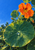 Large round water-beaded green nasturtium leaf in front of an orange blossom, buds, and foliage against blue sky.
