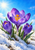 Three violet crocuses, one fully open and two partly cupped, rise above melting snow against a bright blue sky.