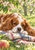 Chestnut-and-white spaniel resting on a plaid picnic blanket beneath apple blossoms, with a red apple in the foreground.