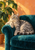 Silver-gray tabby with amber eyes lounging on a deep teal armchair, with a leafy plant against an apricot wall.
