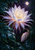 Large white and lavender night-blooming flower framed by dark tropical foliage, with a closed bud, droplets, and a small moon.