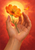 Open adult hand cupping the stem of an orange cosmos-like flower, with a floating petal and golden light against coral red.