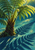 Mature tree fern with arching green fronds and a small curled new frond, casting dark shadows across a teal ground.