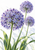 Three violet-blue allium flower heads on tall green stems, with narrow arching leaves against a white background.