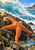 Bright orange five-armed sea star on wet dark tidepool rock, with a curling turquoise wave and a blue-black mussel shell.