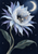 A large pale blue-white flower with a moth at its dark center, crescent moon, stars, and diagonal green leaves on a midnight-blue background.