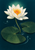 A white water lily with a yellow-orange center rises above three broad floating leaves, ripples, and droplets on a dark teal background.