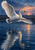 White swan with a raised wing flying low over a dark blue lake at dusk, with reeds and peach sunset reflections.