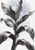 A monochrome leafy plant with a thick cropped stem and long curved leaves against a light ground with a subtle cool wash.