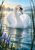 White swan with orange bill and raised wings on reflective water, with dark reeds, misty trees, warm sunrise light, and a blue-violet iris.