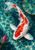 White koi with vivid red markings turning through turquoise water, with a lily pad and magenta lotus bud.
