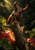 Large bronze stag beetle with curved mandibles perched on a broken branch above red apples and dark foliage.