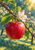 Glossy crimson apple beneath white-and-blush blossoms, with a bee hovering among green leaves in a softly lit orchard.