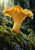 Oversized golden ridged mushroom with a rain bead on its cap rises from a mossy rock among ferns in a dark forest.