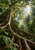 Upward view of a towering rainforest tree with broad buttress roots, dense foliage, sunlit canopy opening, and a small perched bird.